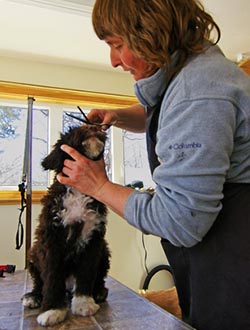 Jane Grooming 250 Specializing in Portuguese Water Dogs