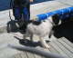 KamolotsBoomerang-at-Dock-Dogs01_sept2007