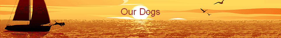 Our Dogs